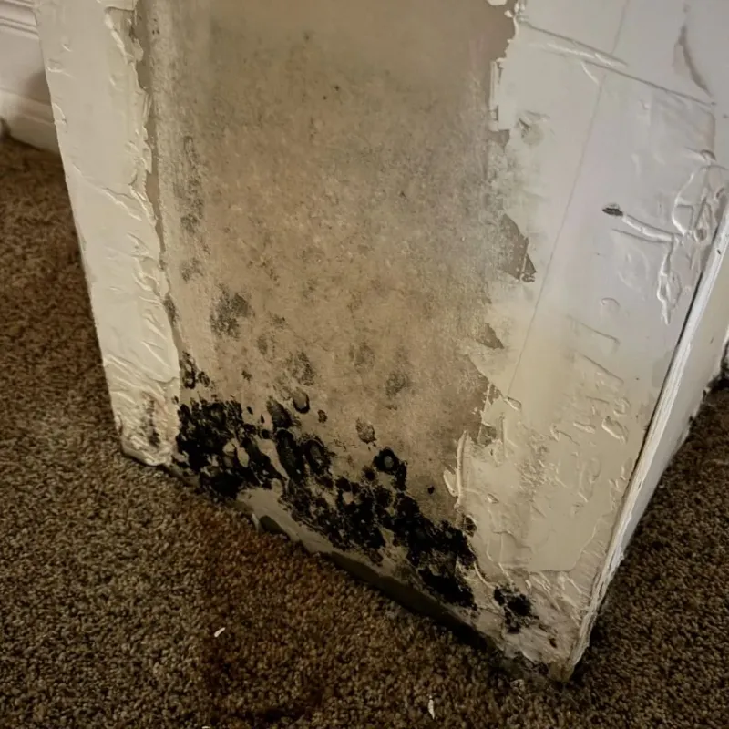 Professional Mold Removal in Kailua-Kona, HI